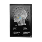 Skull Side Section 3D Model in Glass